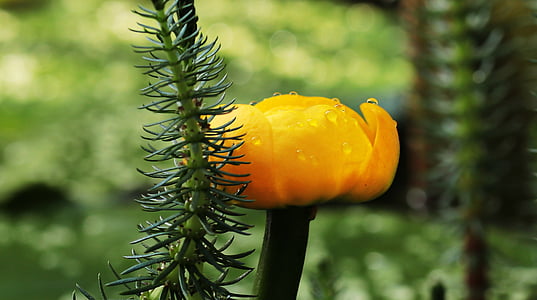 photo of orange petaled flower