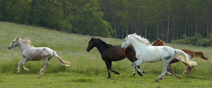 four running horses on green field