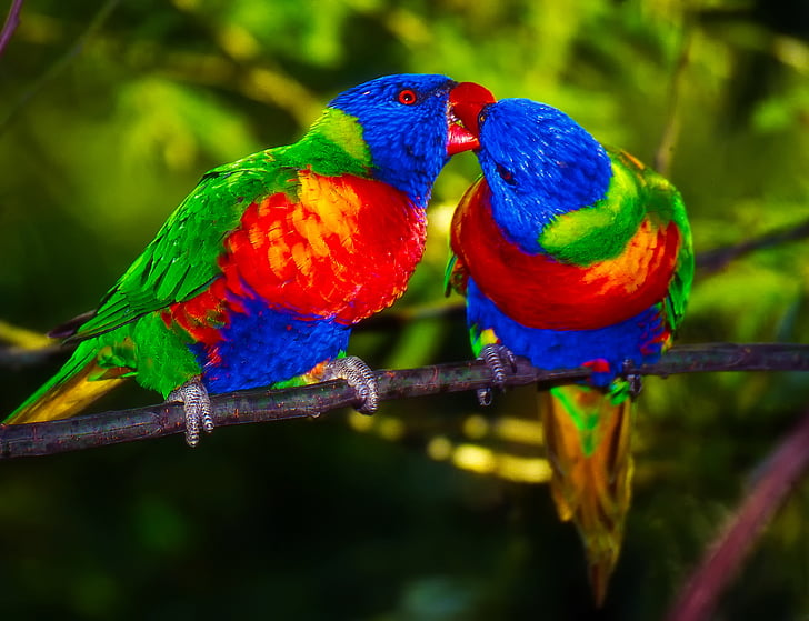 closeup photo of two multicolored birds