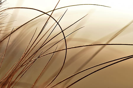 selective photo of brown grass