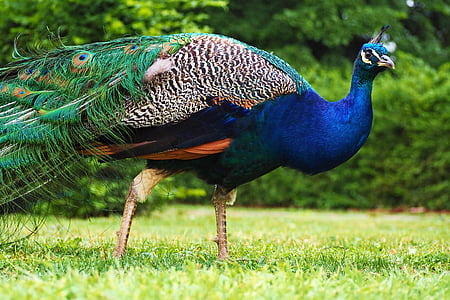 blue, green, and white peafowl