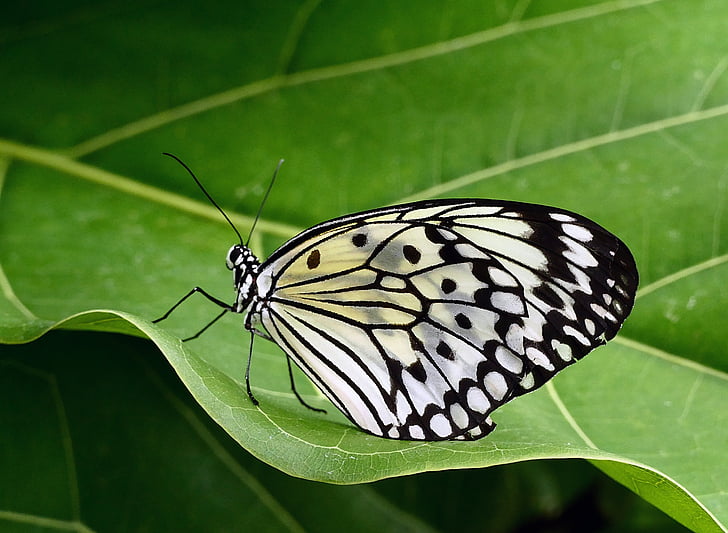 closeup photo of paper kite butterfly on green leaf