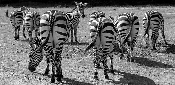grayscale photography of zebra