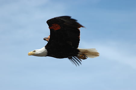 selective focus photo of American eagle