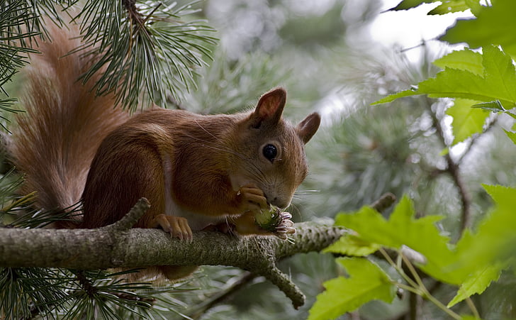 brown squirrel on top green leaf tree