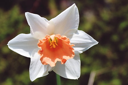 white and orange daffodil in bloom at daytime