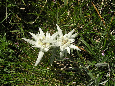 photo of white petaled flowers in bloom