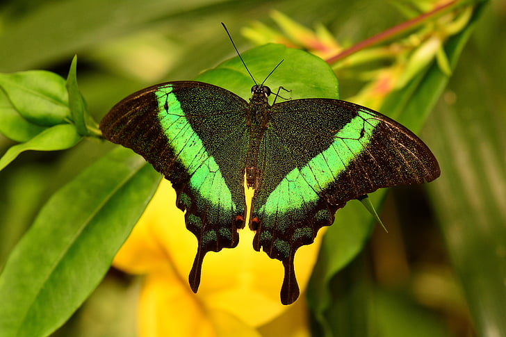 black and green butterfly on green leaves