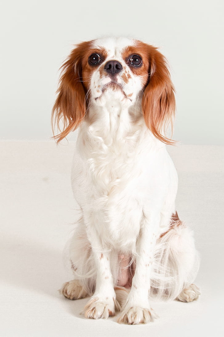adult tan and white Cavalier King Charles spaniel