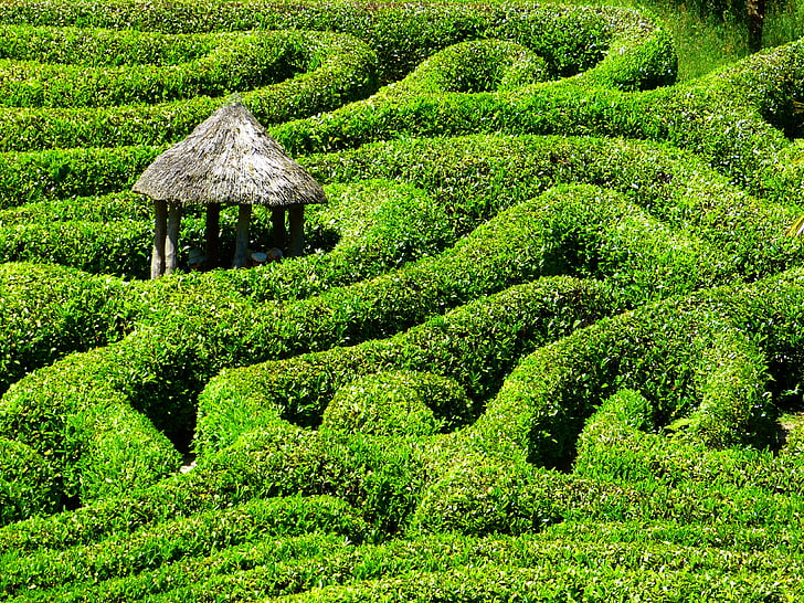 white gazebo middle of plant labyrinth