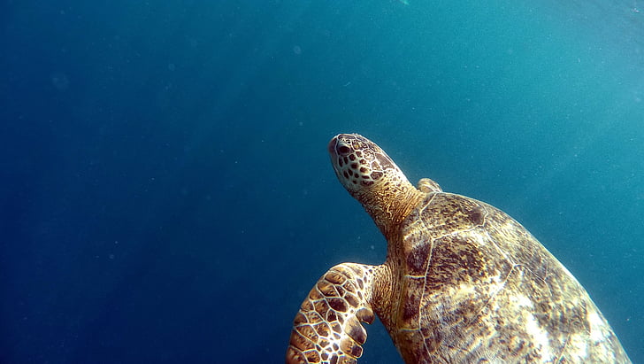photo of turtle on sea