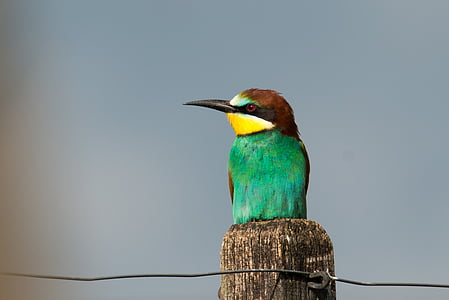 green and brown long-beaked bird on branch