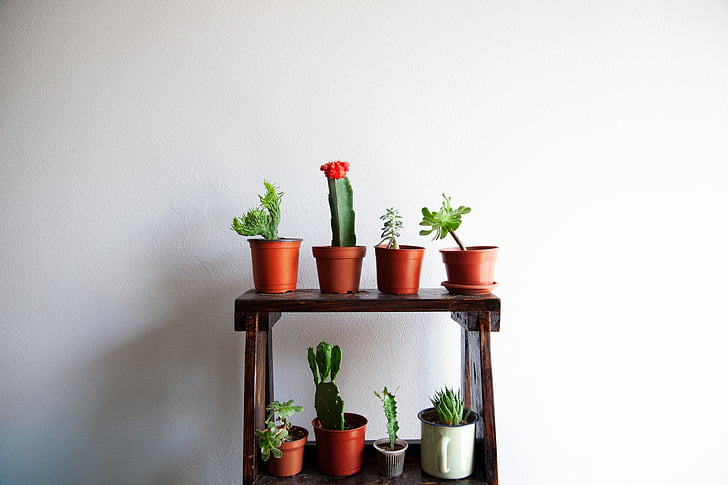 cacti on pot on 2-layered rack