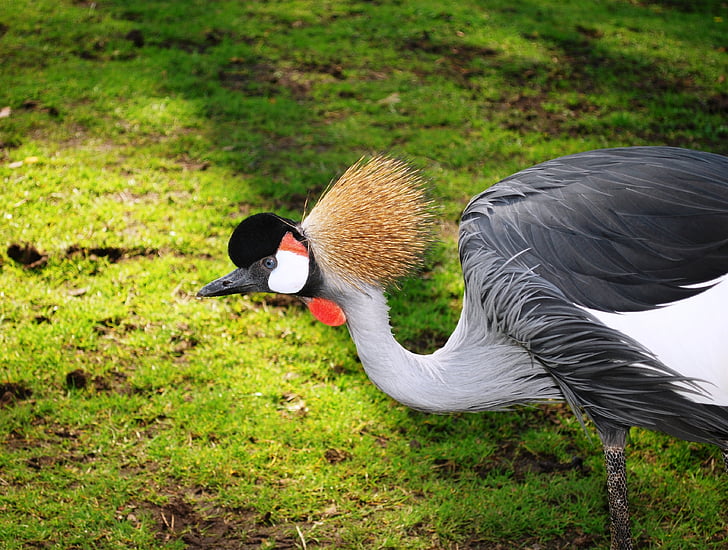 selective focus photography of red-crowned crane