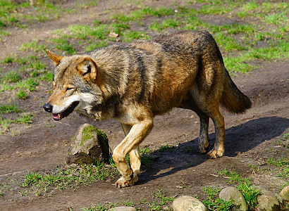 photo of brown wolf