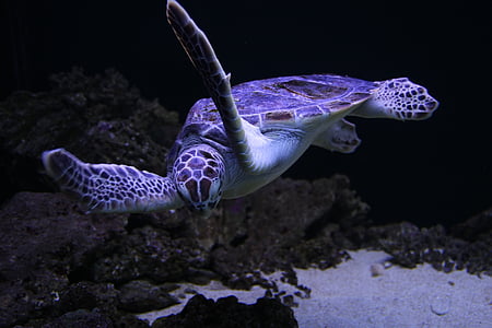 underwater photography of brown turtle