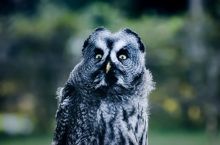 selective focus photography of gray owl