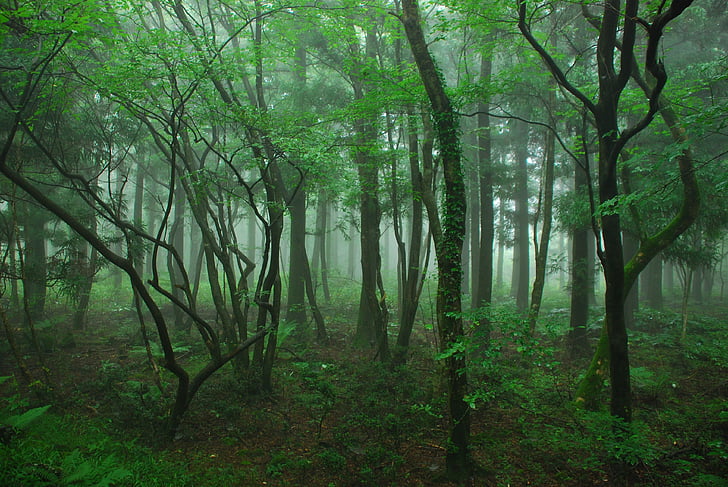 forest covered in fog during daytime