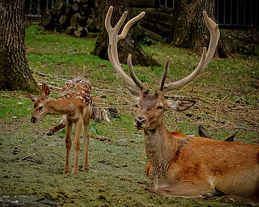 view of stag and cub on green grass lawn