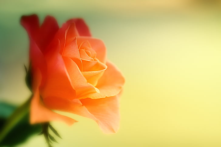 closeup photo of orange rose flower