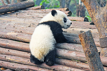 baby panda climbing on brwon tree trunks