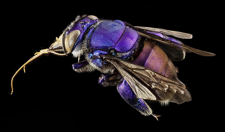 purple and brown fly