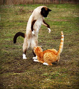 siamese and orange tabby cat fighting at daytime
