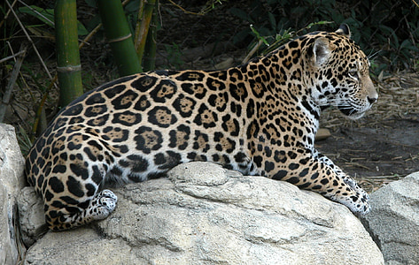 leopard on rock