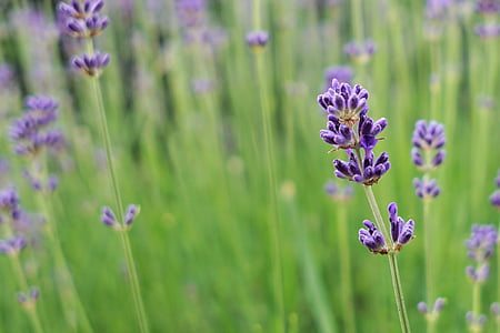 tilt shift lens photography of lavender flower