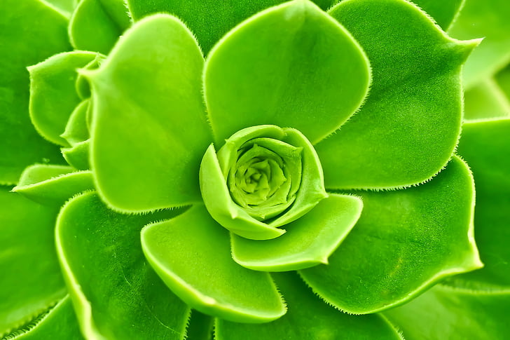 close-up photography of green echeveria plant