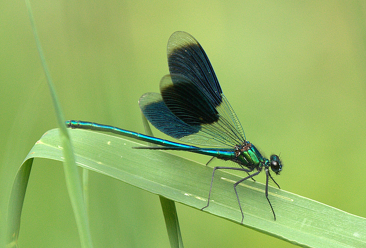 close-up photography of dragonfly perched on green leaf