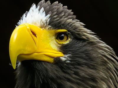 closeup photo of bald eagle