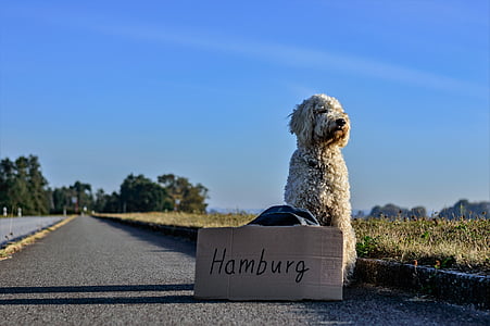 white and fawn labradoodle sits on road beside cardboard box with Hamburg printed signage