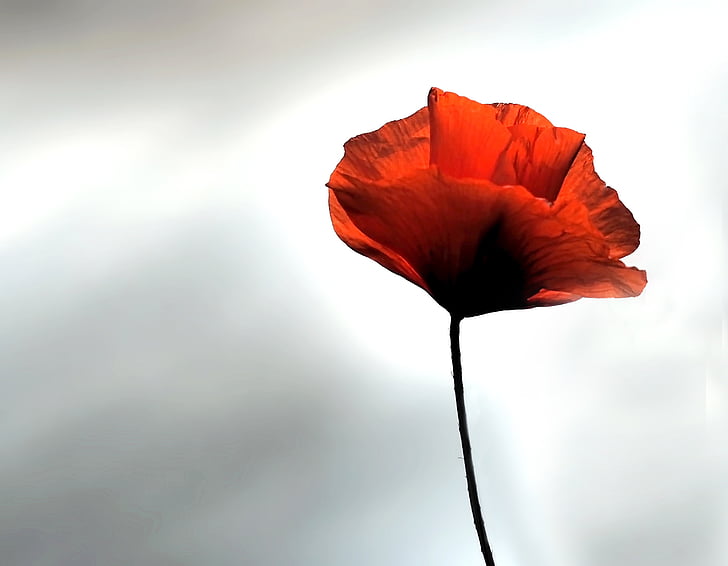 closed-up photo of red poppy flower