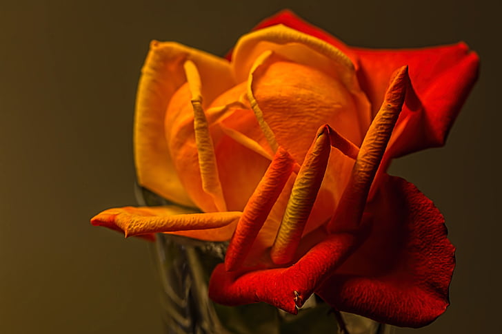 closeup photography of orange and red rose flower