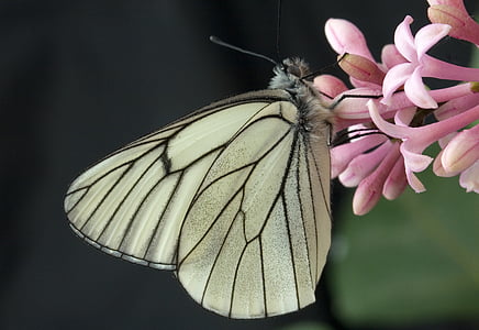 close up photo of paperkite butterfly perched on pink petaled flowers