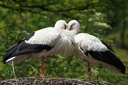 two white storks perched on bird nest during daytime