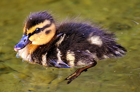 black and brown duckling on body of water