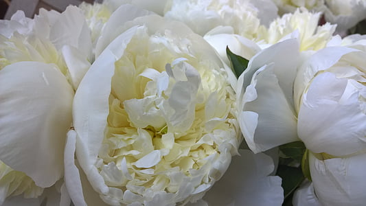 closeup photo of white peony flowers