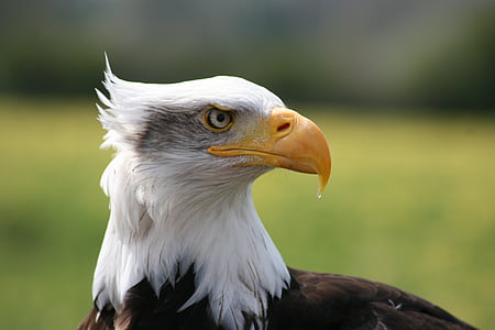 selective photography of bald eagle