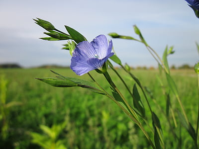 blue Malva flower selective focus photography