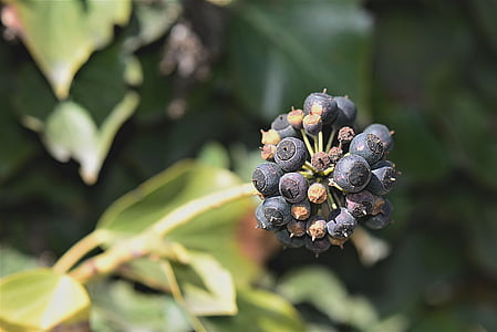 shallow focus photography round black fruits