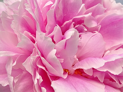 close up photography of pink petaled flower