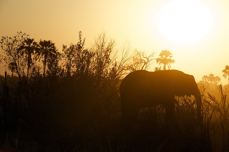 silhouette of elephant during dawn