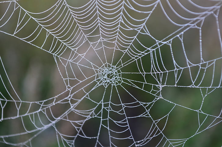 shallow focus photography of cobweb