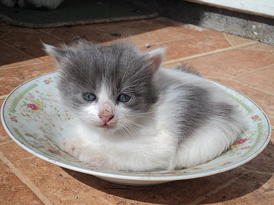 gray and white kitten on ceramic plate