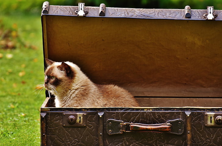 brown cat inside brown suitcase
