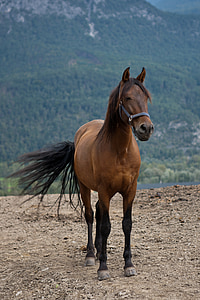 brown horse standing