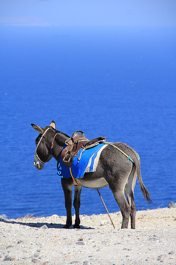 gray donkey standing at the beach