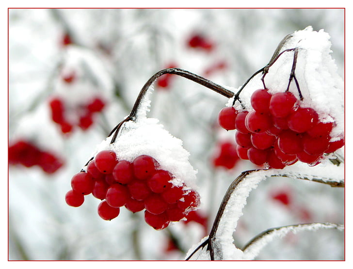 red cherry fruit covered with snow in shallow focus photography
